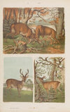 Wielki atlas do zoologii, botaniki i mineralogii Pl.014 (1887)