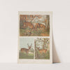 Wielki atlas do zoologii, botaniki i mineralogii Pl.014 (1887) by Gustav von Hayek