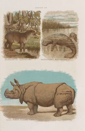 Wielki atlas do zoologii, botaniki i mineralogii Pl.018 (1887)