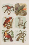 Wielki atlas do zoologii, botaniki i mineralogii Pl.022 (1887)