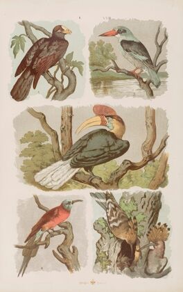 Wielki atlas do zoologii, botaniki i mineralogii Pl.023 (1887)