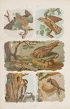 Wielki atlas do zoologii, botaniki i mineralogii Pl.024 (1887)