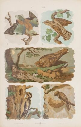 Wielki atlas do zoologii, botaniki i mineralogii Pl.024 (1887)