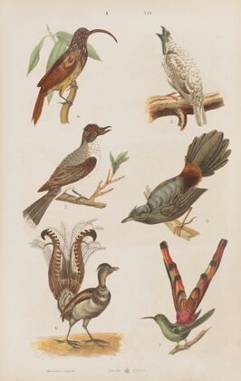 Wielki atlas do zoologii, botaniki i mineralogii Pl.025 (1887)
