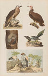 Wielki atlas do zoologii, botaniki i mineralogii Pl.029 (1887)