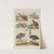 Wielki atlas do zoologii, botaniki i mineralogii Pl.033 (1887) by Gustav von Hayek