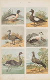 Wielki atlas do zoologii, botaniki i mineralogii Pl.036 (1887)