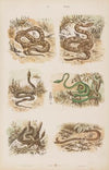 Wielki atlas do zoologii, botaniki i mineralogii Pl.041 (1887)