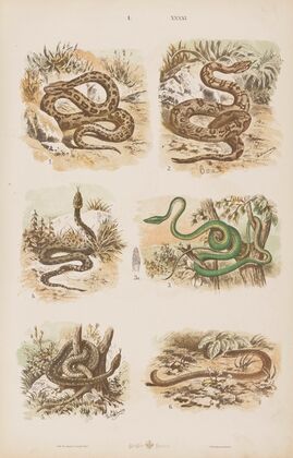Wielki atlas do zoologii, botaniki i mineralogii Pl.041 (1887)