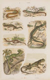 Wielki atlas do zoologii, botaniki i mineralogii Pl.042 (1887)