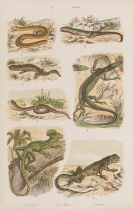 Wielki atlas do zoologii, botaniki i mineralogii Pl.042 (1887)