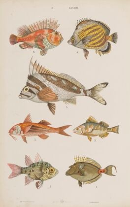 Wielki atlas do zoologii, botaniki i mineralogii Pl.044 (1887)