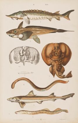 Wielki atlas do zoologii, botaniki i mineralogii Pl.049 (1887)