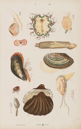 Wielki atlas do zoologii, botaniki i mineralogii Pl.053 (1887)
