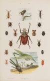 Wielki atlas do zoologii, botaniki i mineralogii Pl.056 (1887)