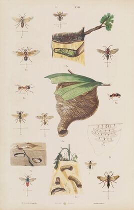 Wielki atlas do zoologii, botaniki i mineralogii Pl.058 (1887)