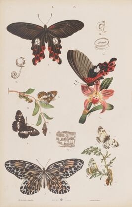 Wielki atlas do zoologii, botaniki i mineralogii Pl.060 (1887)