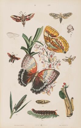 Wielki atlas do zoologii, botaniki i mineralogii Pl.061 (1887)