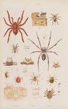Wielki atlas do zoologii, botaniki i mineralogii Pl.066 (1887)