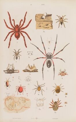 Wielki atlas do zoologii, botaniki i mineralogii Pl.066 (1887)