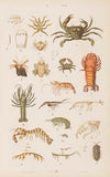 Wielki atlas do zoologii, botaniki i mineralogii Pl.067 (1887)