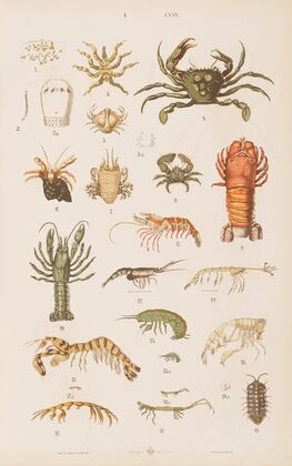 Wielki atlas do zoologii, botaniki i mineralogii Pl.067 (1887)