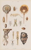 Wielki atlas do zoologii, botaniki i mineralogii Pl.068 (1887)