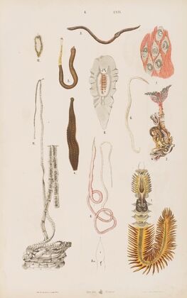 Wielki atlas do zoologii, botaniki i mineralogii Pl.069 (1887)