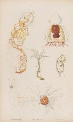Wielki atlas do zoologii, botaniki i mineralogii Pl.072 (1887)