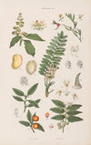 Wielki atlas do zoologii, botaniki i mineralogii Pl.075 (1887)