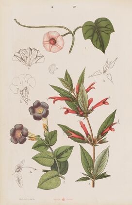 Wielki atlas do zoologii, botaniki i mineralogii Pl.088 (1887)