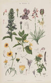 Wielki atlas do zoologii, botaniki i mineralogii Pl.092 (1887)