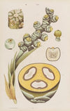 Wielki atlas do zoologii, botaniki i mineralogii Pl.102 (1887)