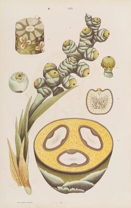 Wielki atlas do zoologii, botaniki i mineralogii Pl.102 (1887)