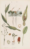 Wielki atlas do zoologii, botaniki i mineralogii Pl.104 (1887)