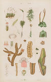 Wielki atlas do zoologii, botaniki i mineralogii Pl.110 (1887)
