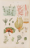 Wielki atlas do zoologii, botaniki i mineralogii Pl.111 (1887)