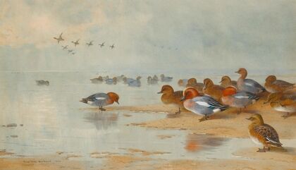 Wigeon And Teal By The Water’s Edge (1906)