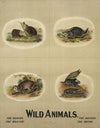 Wild animals (1903)