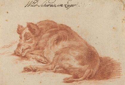 Wild Boar (18th century)