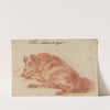 Wild Boar (18th century) by German School