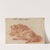 Wild Boar (18th century) by German School