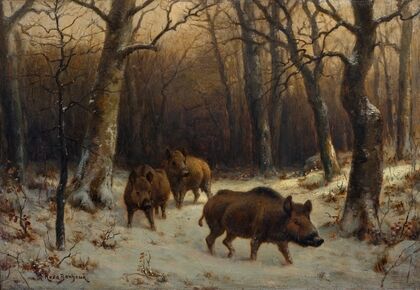 Wild Boars in the Snow