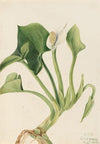 Wild Calla (Calla palustris) (1919)