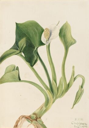 Wild Calla (Calla palustris) (1919)