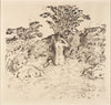 Wild Cherry Tree (1918)
