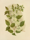 Wild Clematis (1887)