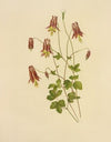 Wild Columbine (1887)