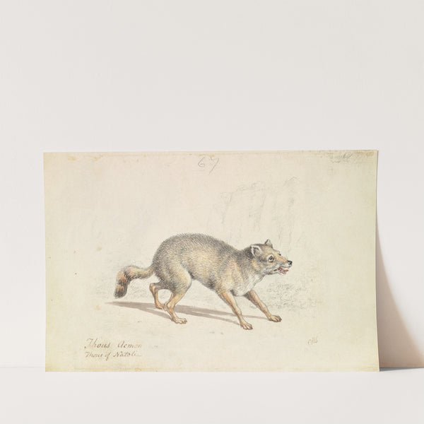 Wild Dog of Natolla (1837) by Charles Hamilton Smith
