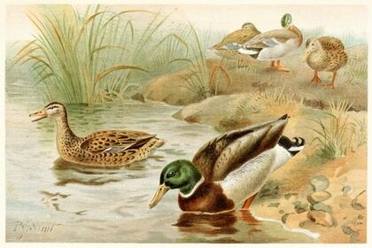 Wild Duck
